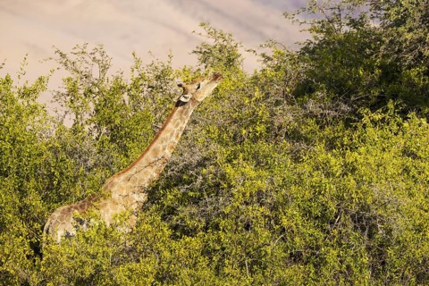 Angolan Giraffe
