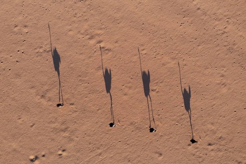 Ostrich