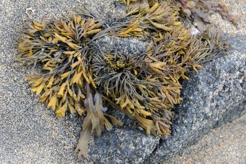 Spiral wrack