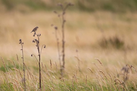 Whinchat