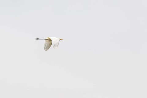 Great egret