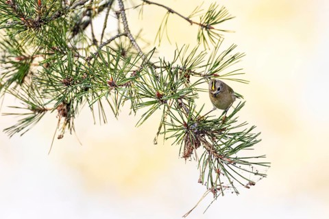 Goldcrest