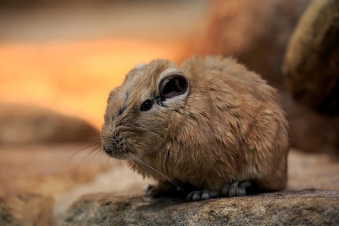 Gundi