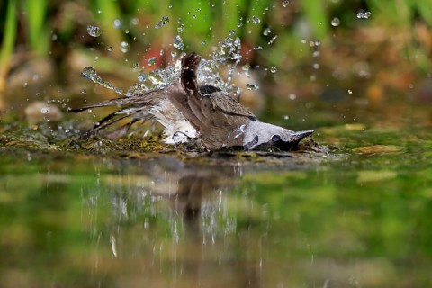 Blackcap