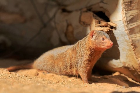 Dwarf mongoose