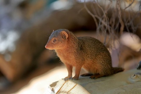 Dwarf mongoose