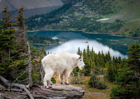 Mountain goat
