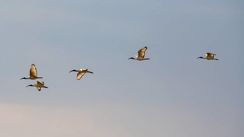 African sacred ibis