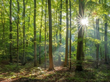 Beech forest flooded with light