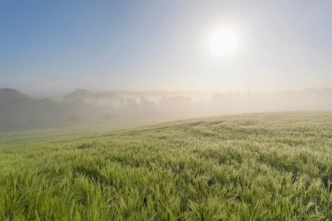 Barley field and countryside on morning with sun and haze