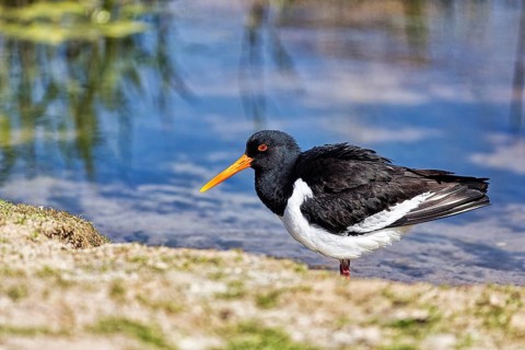 Eurasian oystercatcher