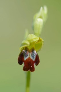 Brown sombre bee-orchid