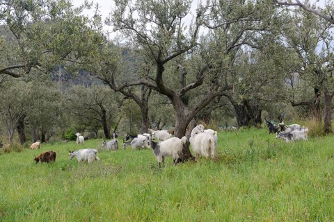 Herd of domestic goat