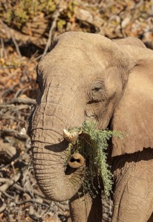African Elephant