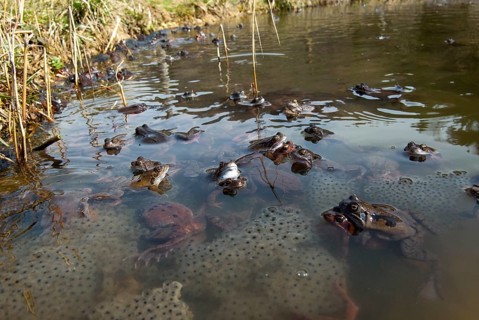 Common frog