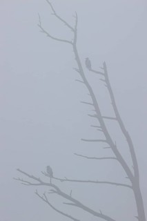 Hooded crow