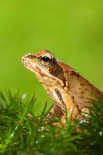 Common frog