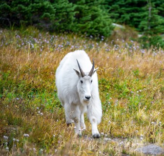 Mountain goat