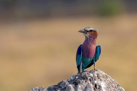 Lilac breasted roller
