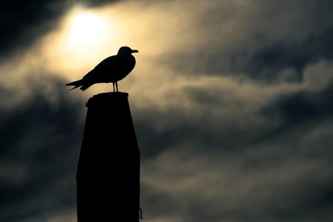 Seagull on pole in front of sun in backlight