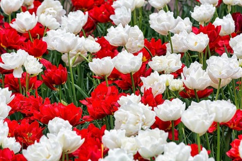 Red and white tulips