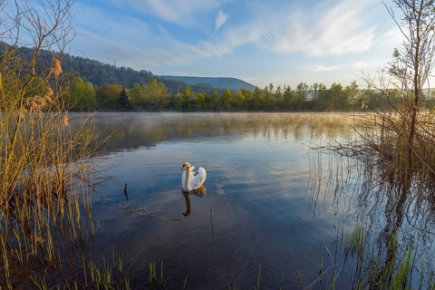 Lake on morning with mute swan
