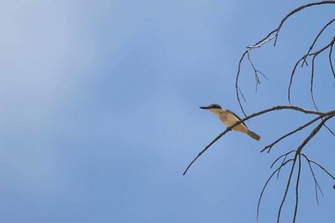 Sacred kingfisher
