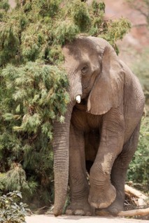 African Elephant