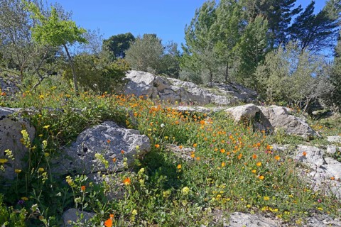 Flower meadow in Noto antica