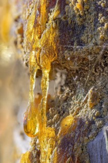 Tree resin of a european black pine