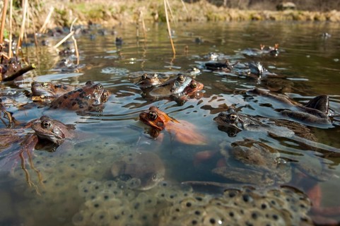 Common frog