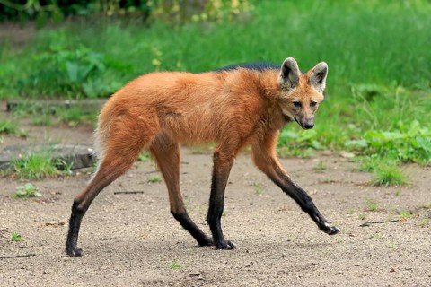 Maned wolf