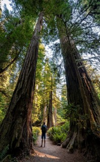 Young man on a hiking trail through forest with coast redwoods