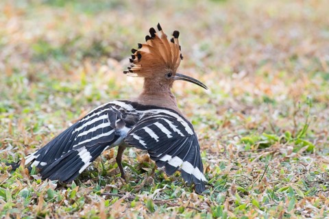 Hoopoe