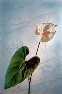 Flamingo flower