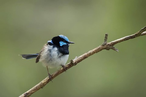 Superb fairy-wren