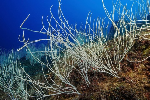 Colony of horn coral white gorgonian