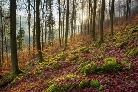 Mountain Forest at Sunrise