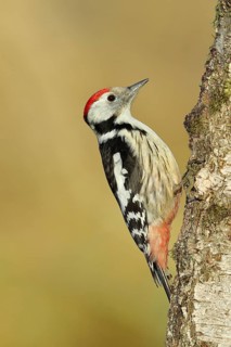 Middle spotted woodpecker