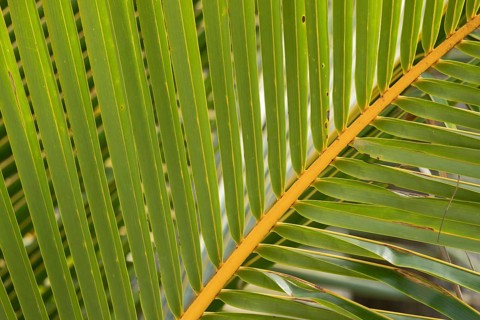 Australian fan palm