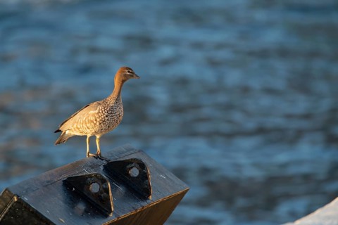 Australian wood duck