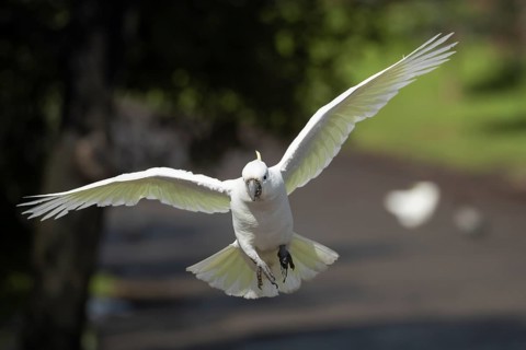 Sulphur-crested cockatoo