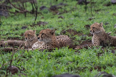 Cheetah
