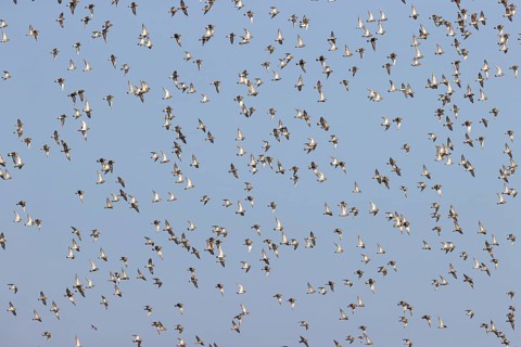 European golden plover