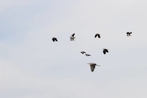 Northern lapwing