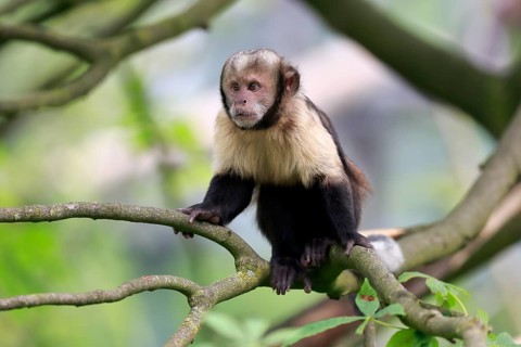 Golden-bellied capuchin