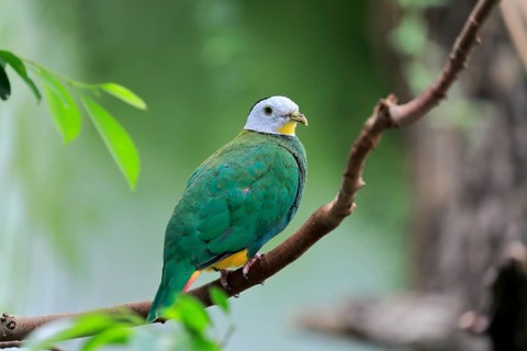 Black-naped fruit dove