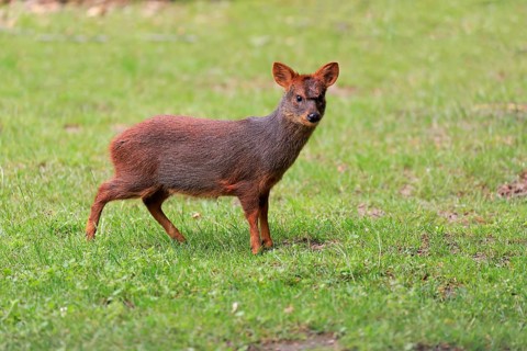 Southern pudu