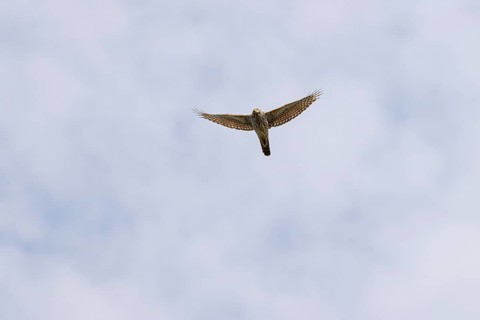 Northern goshawk