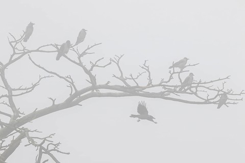 Hooded crow